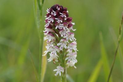 <i>Neotinea ustulata</i>