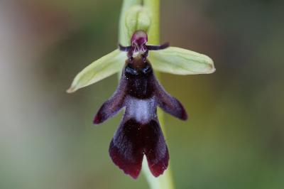 <i>Ophrys insectifera</i>