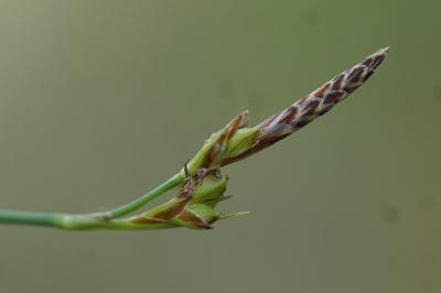 <i>Carex halleriana</i>