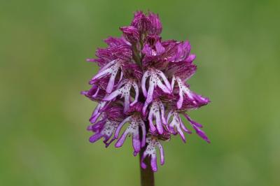 <i>Orchis x angusticruris</i>