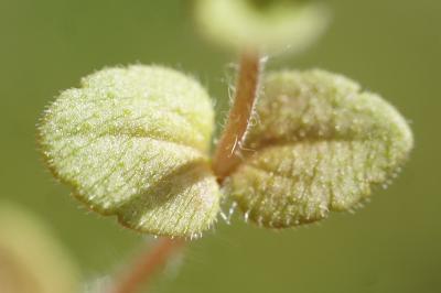 <i>Veronica arvensis</i>