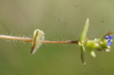 <i>Veronica arvensis</i>