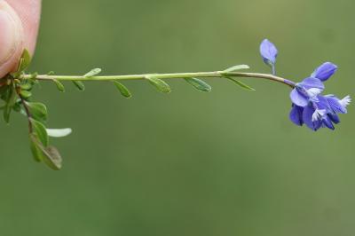 <i>Polygala calcarea</i>