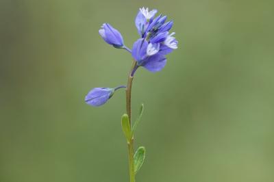 <i>Polygala calcarea</i>