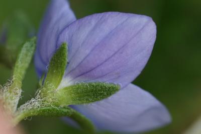 <i>Veronica teucrium</i>