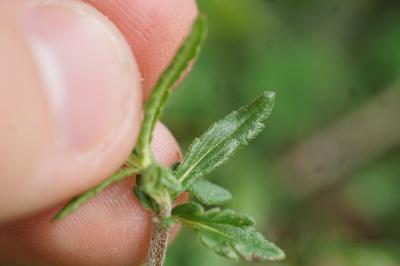 <i>Veronica teucrium</i>