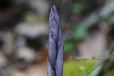 <i>Limodorum abortivum</i>