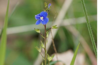 <i>Veronica chamaedrys</i>