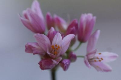 <i>Allium roseum</i>