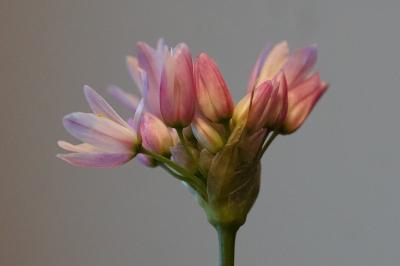 <i>Allium roseum</i>
