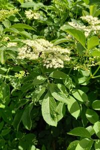 <i>Sambucus nigra</i>
