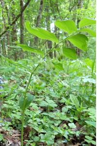 <i>Polygonatum multiflorum</i>