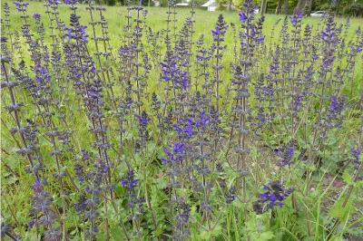 <i>Salvia verbenaca</i>