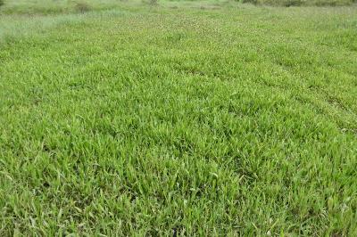<i>Plantago lanceolata</i>