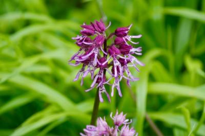 <i>Orchis simia</i>
