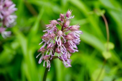 <i>Orchis simia</i>
