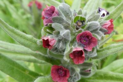 <i>Cynoglossum officinale</i>