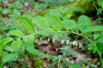 <i>Polygonatum multiflorum</i>