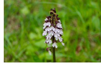 <i>Orchis purpurea</i>
