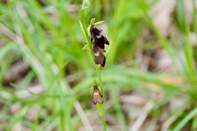 <i>Ophrys insectifera</i>