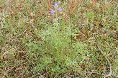 <i>Lupinus angustifolius</i>