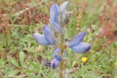 <i>Lupinus angustifolius</i>