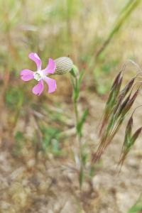 <i>Silene conica</i>