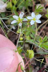 <i>Arenaria controversa</i>
