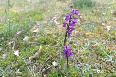 <i>Anacamptis morio</i>