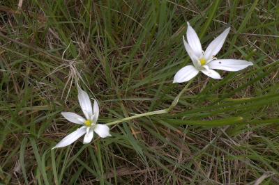 <i>Ornithogalum divergens</i>