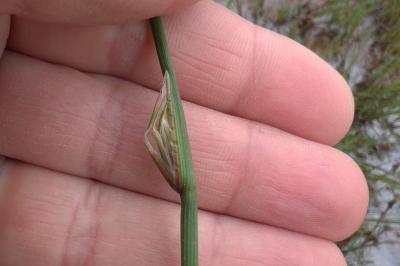 <i>Juncus conglomeratus</i>