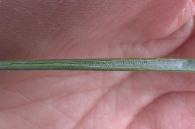 <i>Juncus conglomeratus</i>