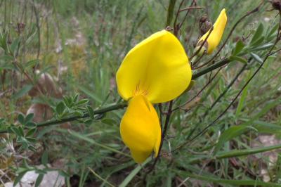 <i>Cytisus scoparius</i>