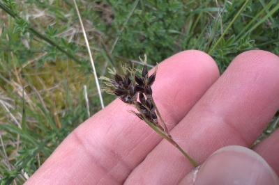 <i>Luzula campestris</i>