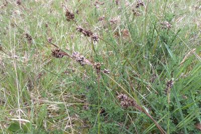 <i>Luzula campestris</i>