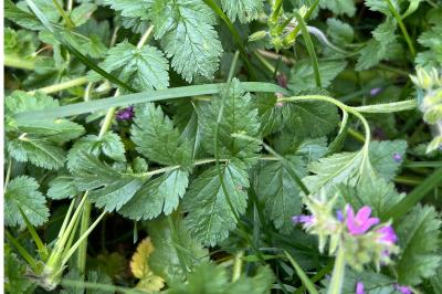 <i>Erodium moschatum</i>