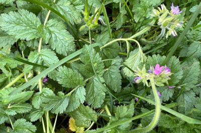 <i>Erodium moschatum</i>