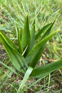 <i>Colchicum autumnale</i>
