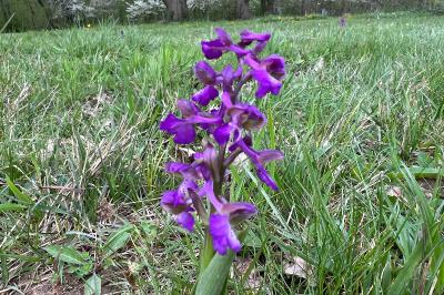 <i>Anacamptis morio</i>