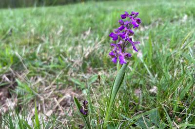 <i>Anacamptis morio</i>