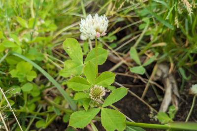 <i>Trifolium michelianum</i>