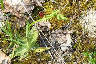 <i>Ophrys aranifera</i>