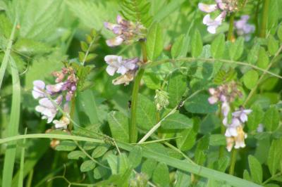 <i>Vicia sepium</i>