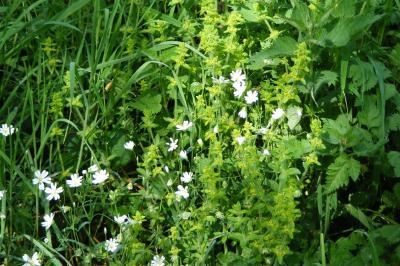 <i>Cruciata laevipes</i>