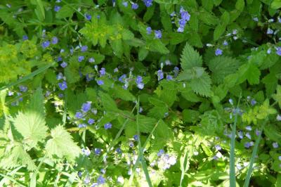 <i>Veronica chamaedrys</i>