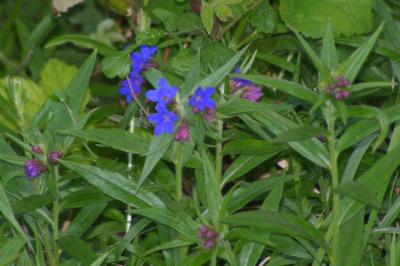 <i>Aegonychon purpurocaeruleum</i>
