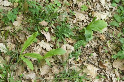 <i>Platanthera chlorantha</i>