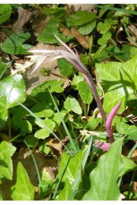 <i>Epipactis microphylla</i>