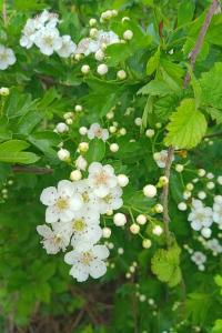 <i>Crataegus monogyna</i>