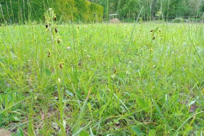 <i>Ophrys aranifera</i>